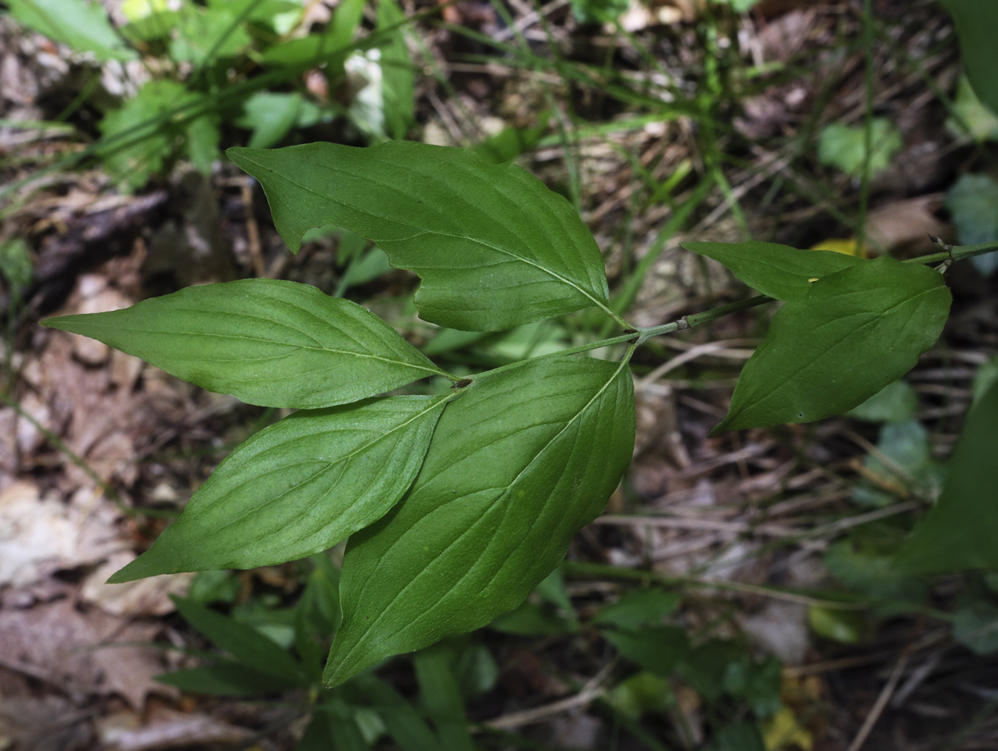 Image of Cornus mas specimen.