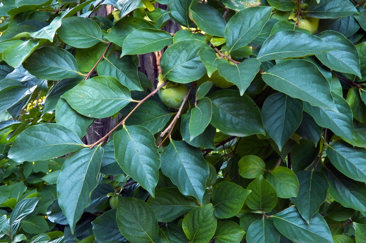 Image of Diospyros kaki specimen.