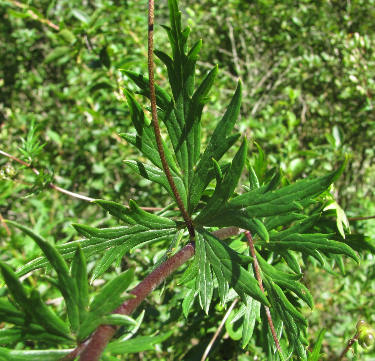 Image of Aconitum nasutum specimen.