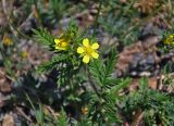 Potentilla conferta. Верхушка побега с соцветием. Алтай, Чуйский тракт между селами Иня и Иодро, урочище Калбак-таш, остепненный сухой склон. 14.06.2017.