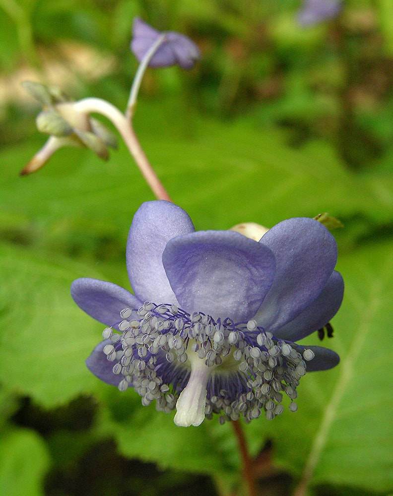 Изображение особи Hydrangea caerulea.