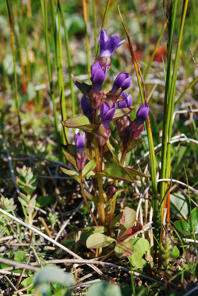 Изображение особи Gentianella auriculata.