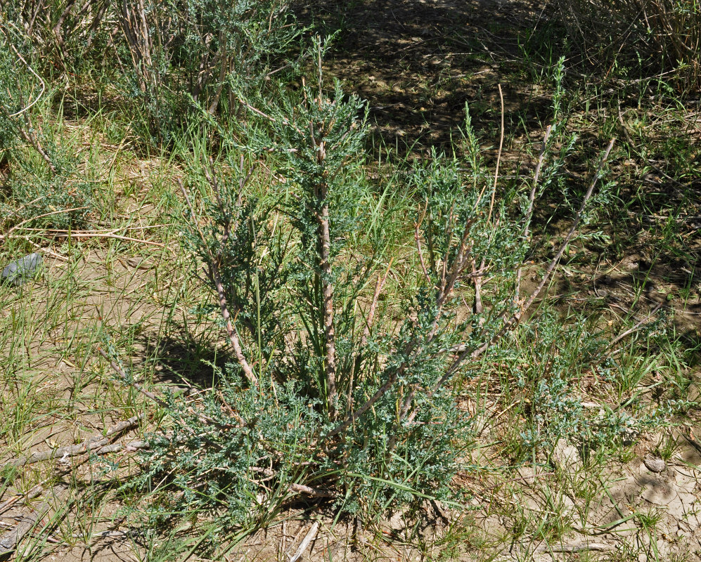 Изображение особи Myricaria longifolia.