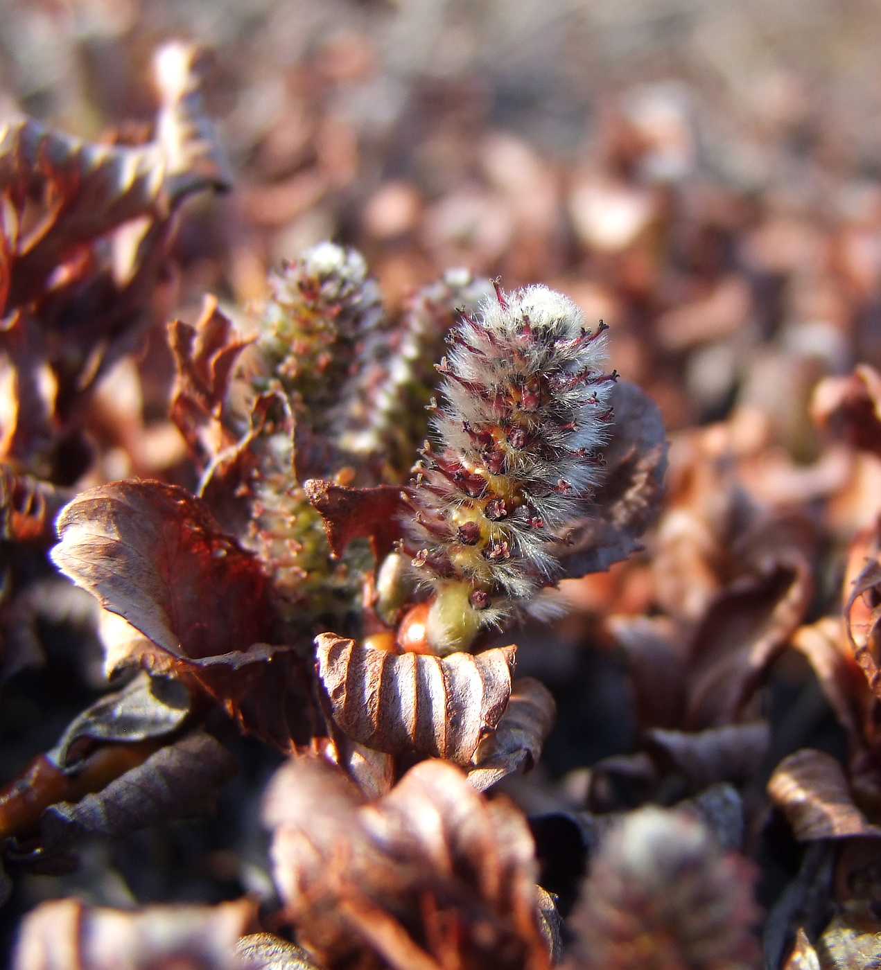 Image of Salix khokhriakovii specimen.