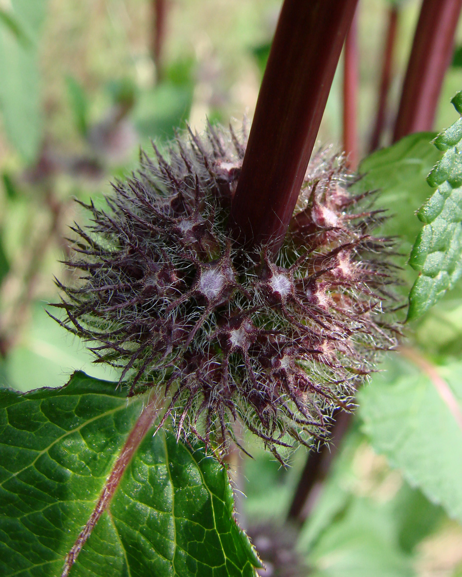 Image of Phlomoides tuberosa specimen.