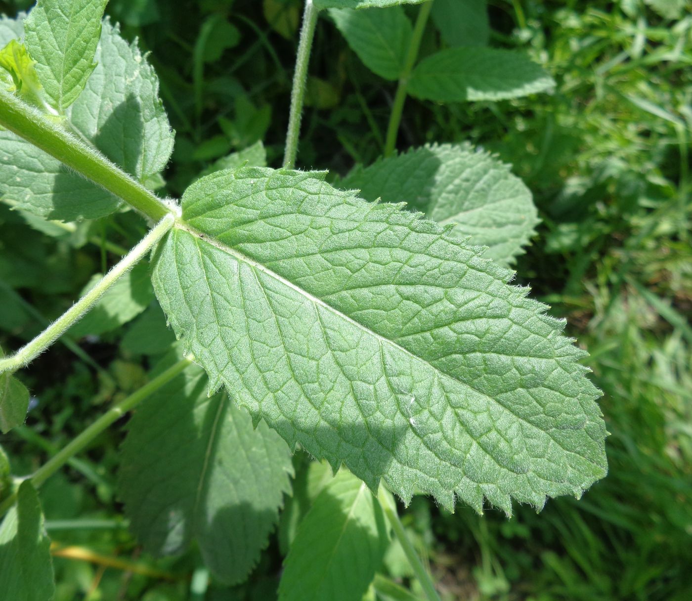 Изображение особи Mentha longifolia.