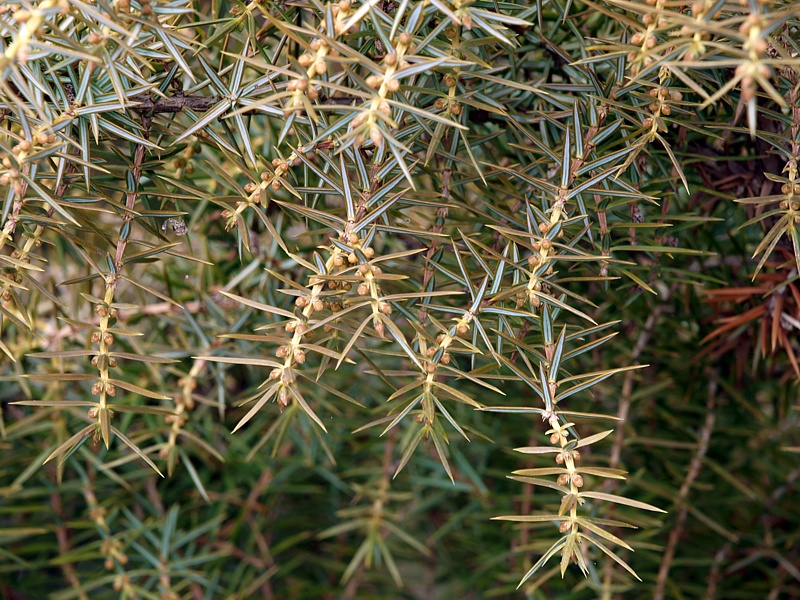 Image of Juniperus oblonga specimen.