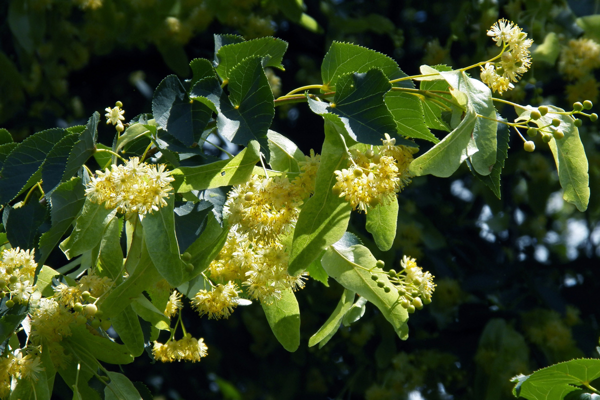 Изображение особи Tilia cordata.