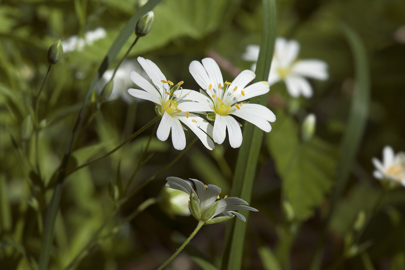 Image of Stellaria holostea specimen.