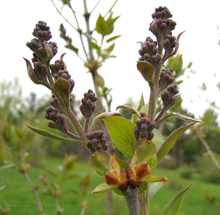 Image of Syringa vulgaris specimen.