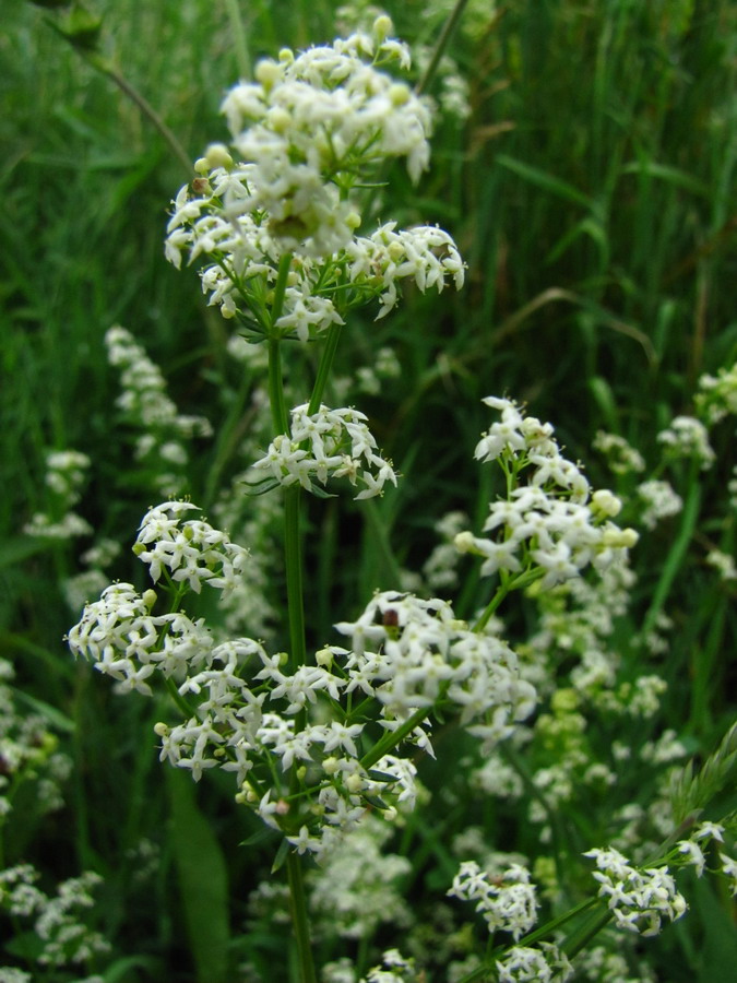 Изображение особи Galium album.