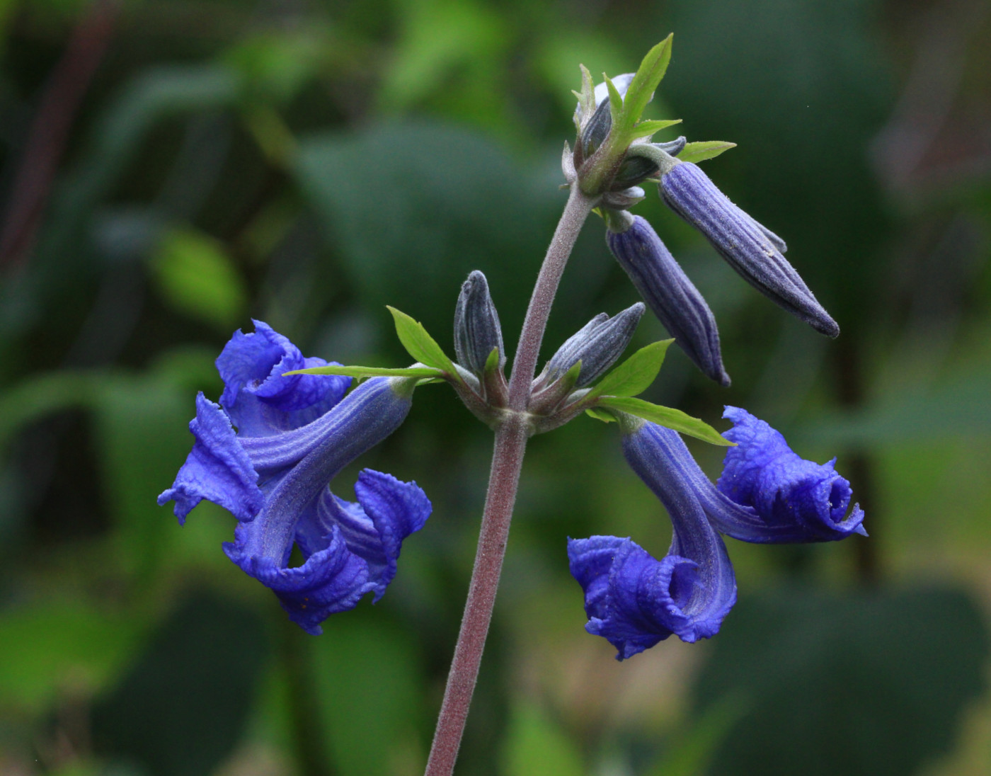 Image of Clematis heracleifolia specimen.