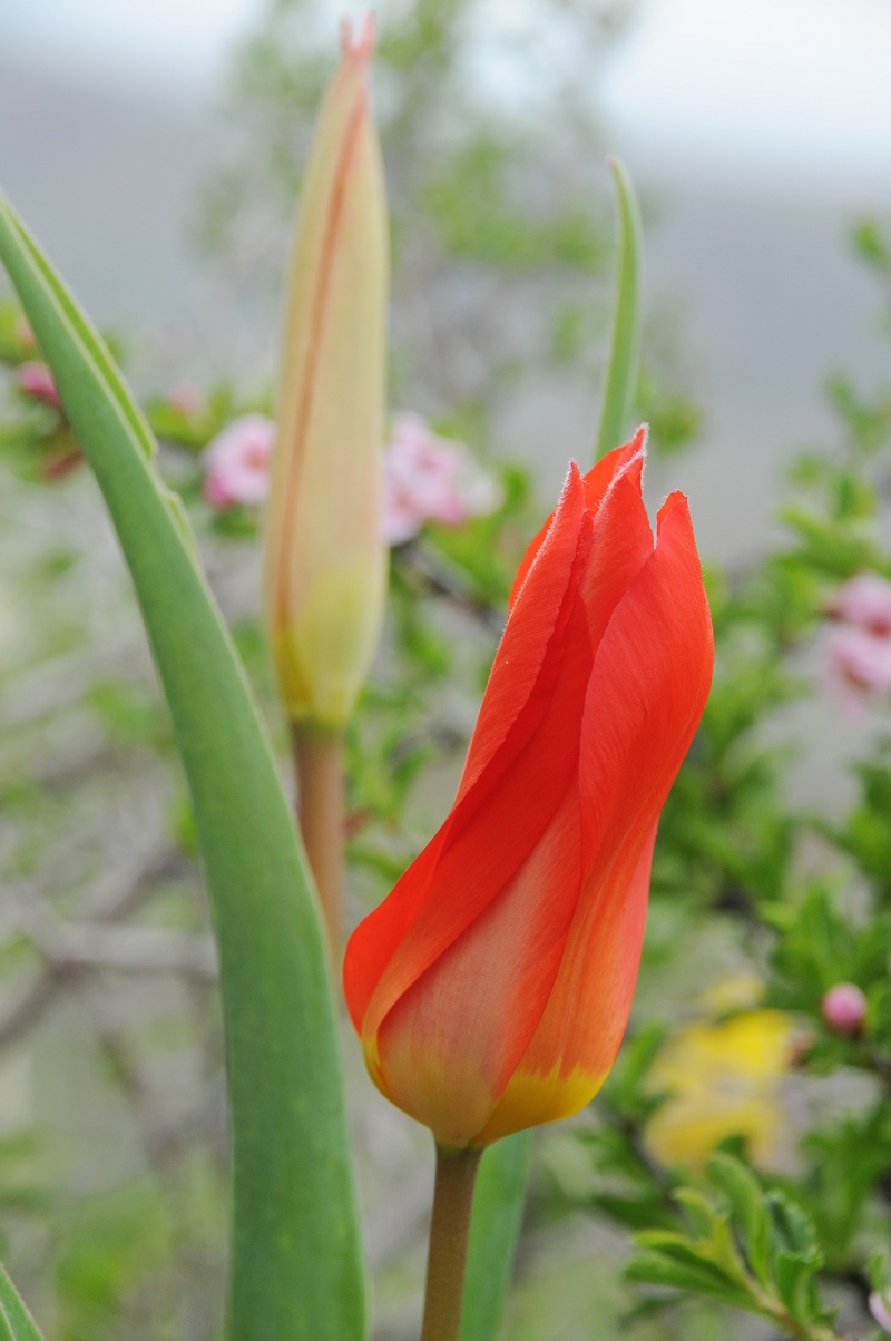 Image of Tulipa ivasczenkoae specimen.