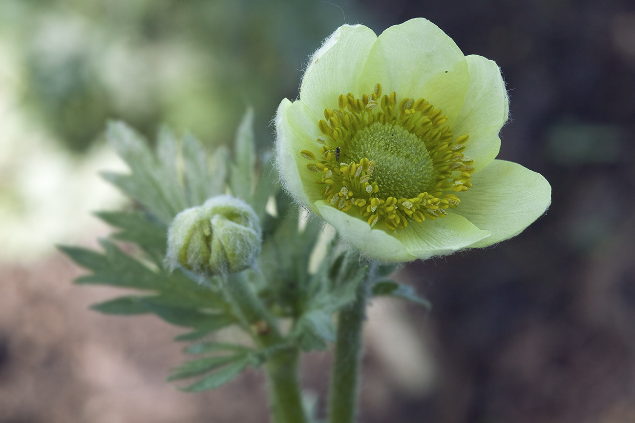 Image of Anemone multifida specimen.