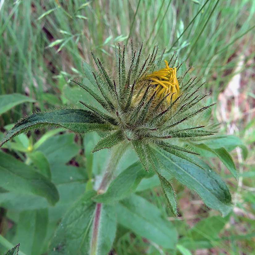 Изображение особи Inula hirta.