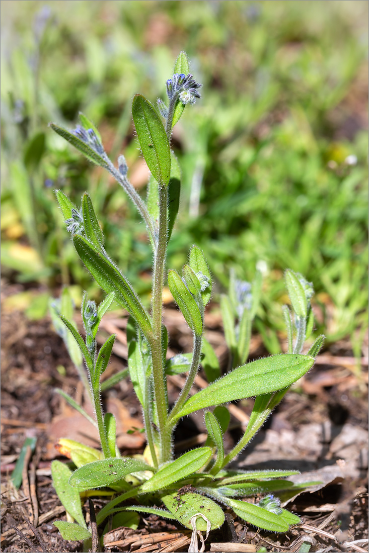 Изображение особи Myosotis micrantha.