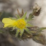 genus Potentilla. Облетевший цветок. Крым, Бахчисарайский р-н, с. Новоульяновка, открытый каменистый берег водохранилища. 05.07.2019.