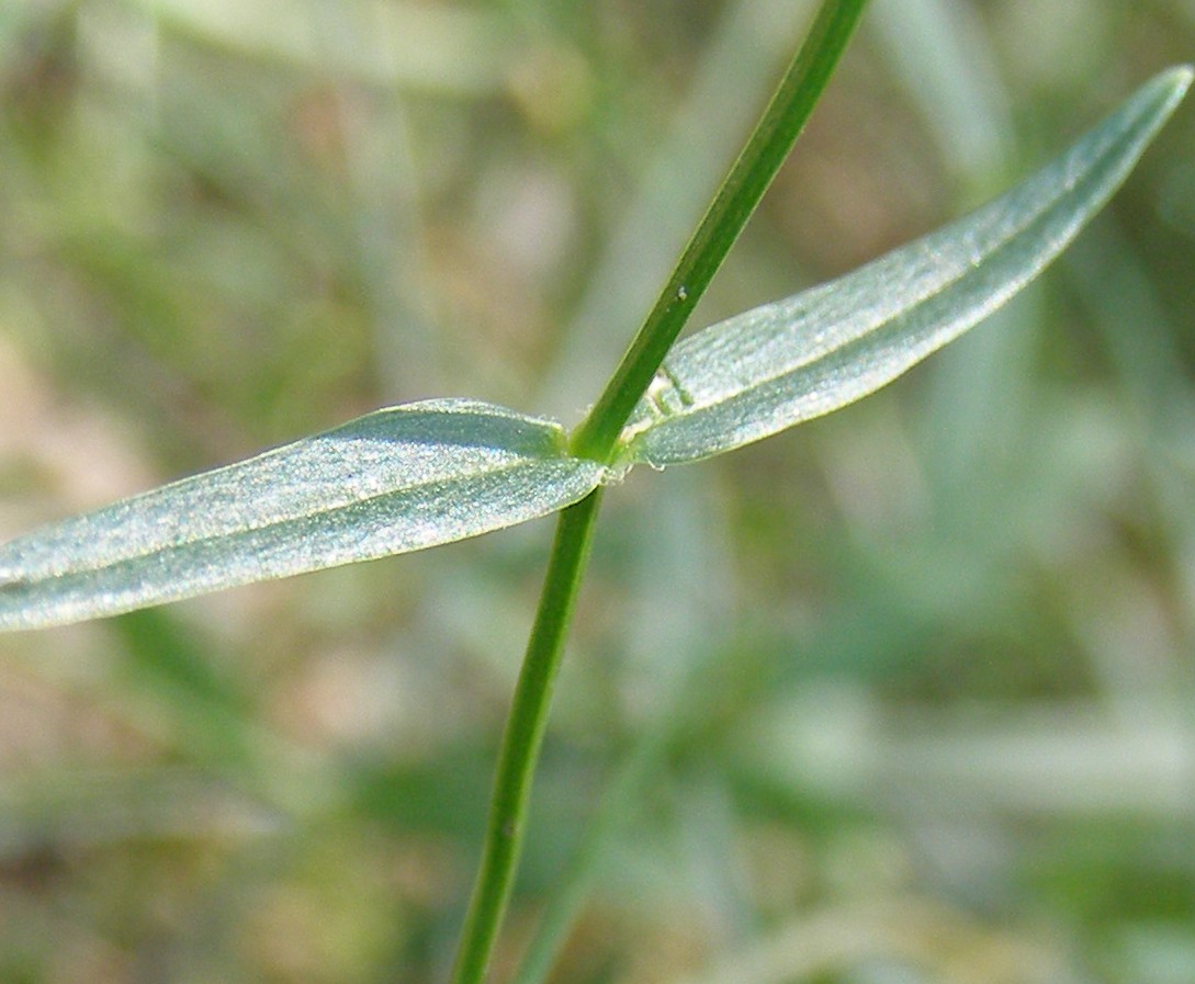 Image of Stellaria hebecalyx specimen.