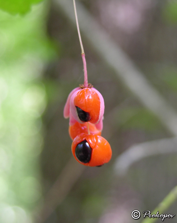 Изображение особи Euonymus verrucosus.