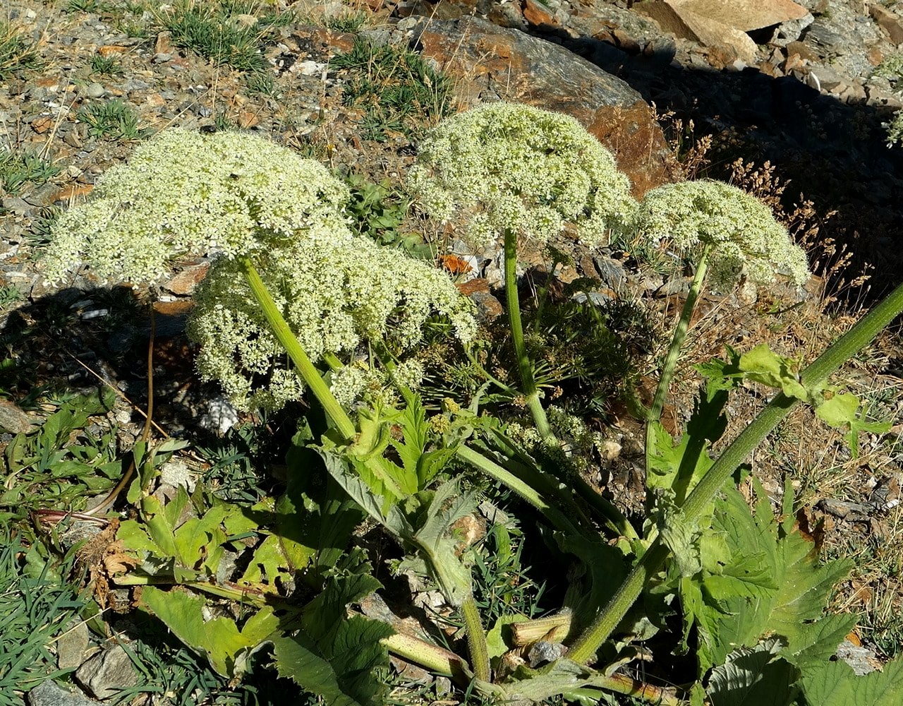 Изображение особи Heracleum leskovii.