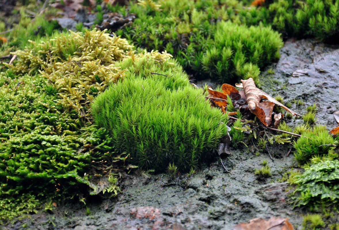 Image of genus Dicranum specimen.