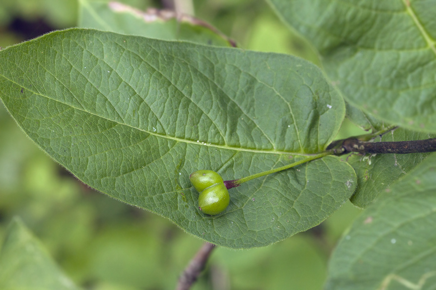 Image of Lonicera sachalinensis specimen.