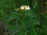 Trifolium spryginii. Верхушка цветущего растения. Свердловская обл., окр. г. Североуральск, долина р. Оленья, еловый лес. 29.06.2010.