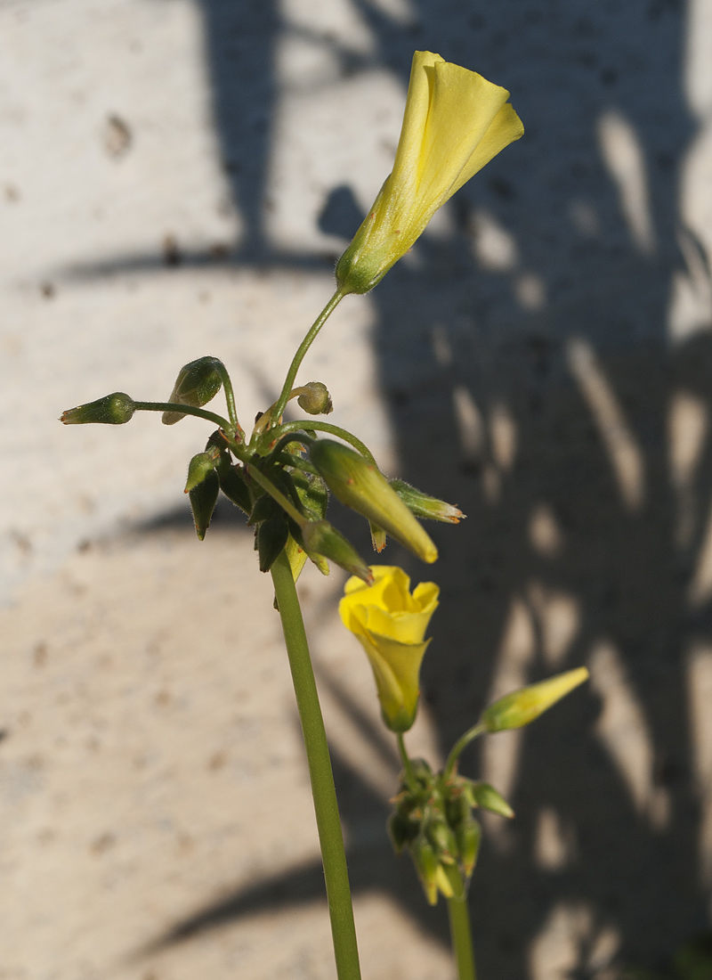 Image of Oxalis pes-caprae specimen.