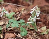 Corydalis triternata. Цветущее растение. Израиль, Голанские высоты, гора Бенталь, разреженный дубовый маквис. 07.03.2020.