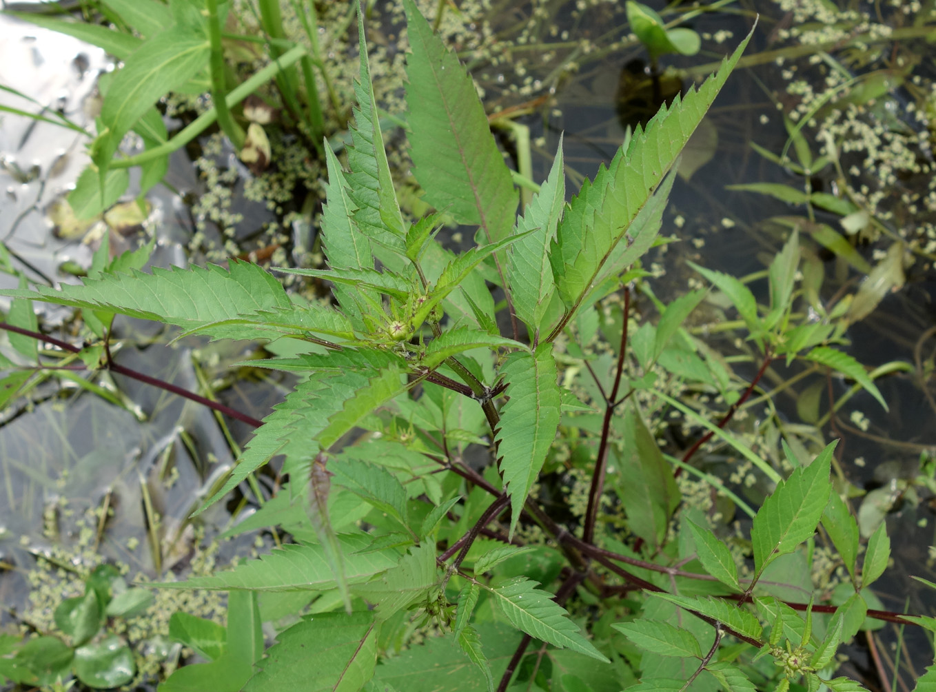 Image of Bidens frondosa specimen.