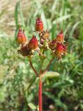 Hypericum maculatum. Соплодие. Марий Эл, Медведевский р-н, разнотравный луг вблизи р. Б. Ошла. 23.08.2020.