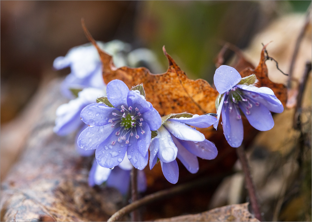 Изображение особи Hepatica nobilis.