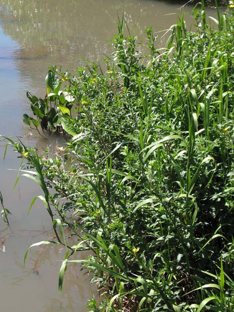 Image of Ludwigia elegans specimen.