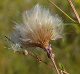 Cirsium setosum. Соплодие. Тульская обл., Плавский р-н, окр. пос. Молочные Дворы, балка, суходольный луг. 21.08.2020.