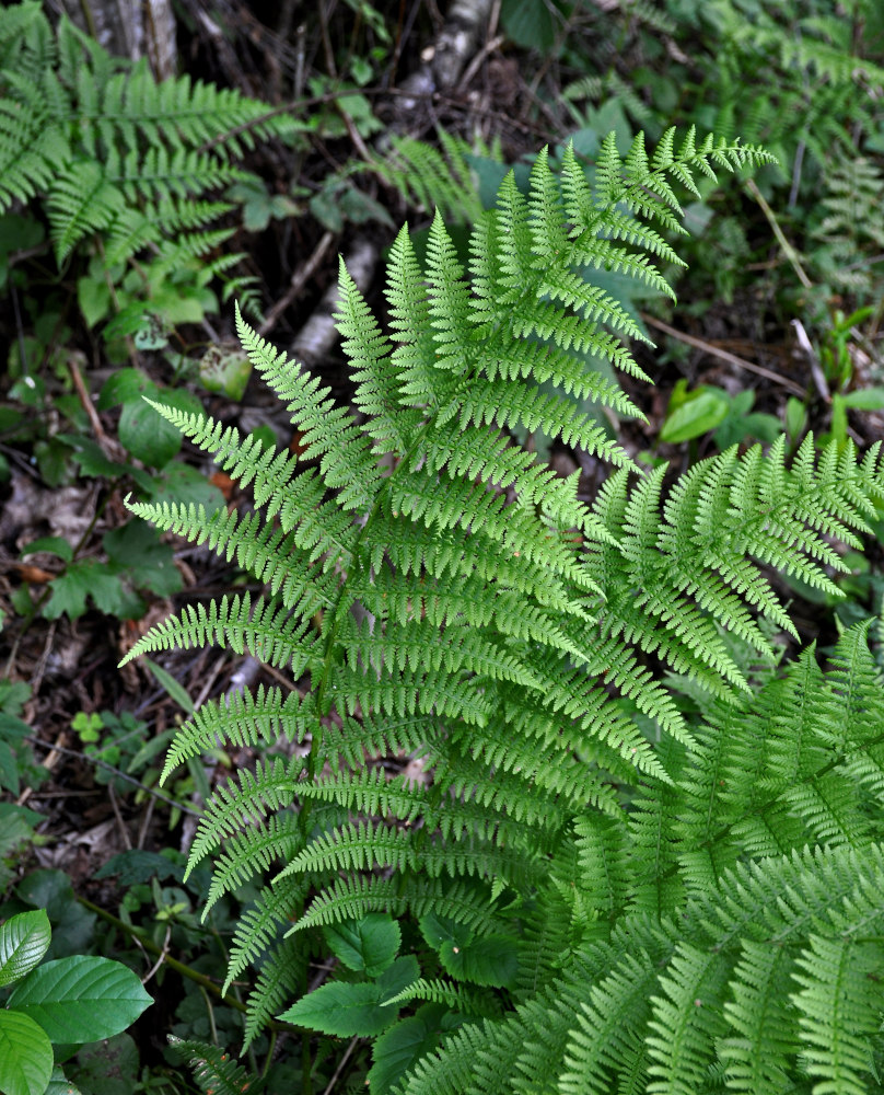 Изображение особи Athyrium filix-femina.