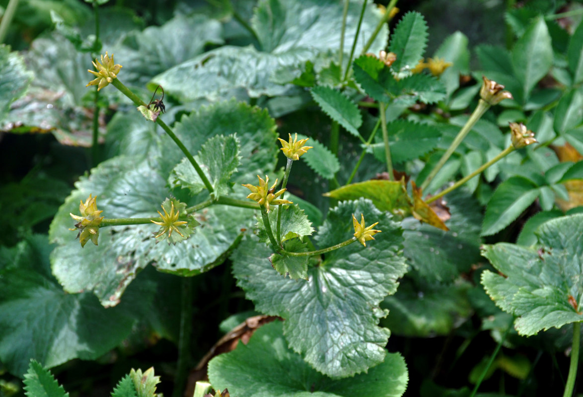 Изображение особи Caltha palustris.