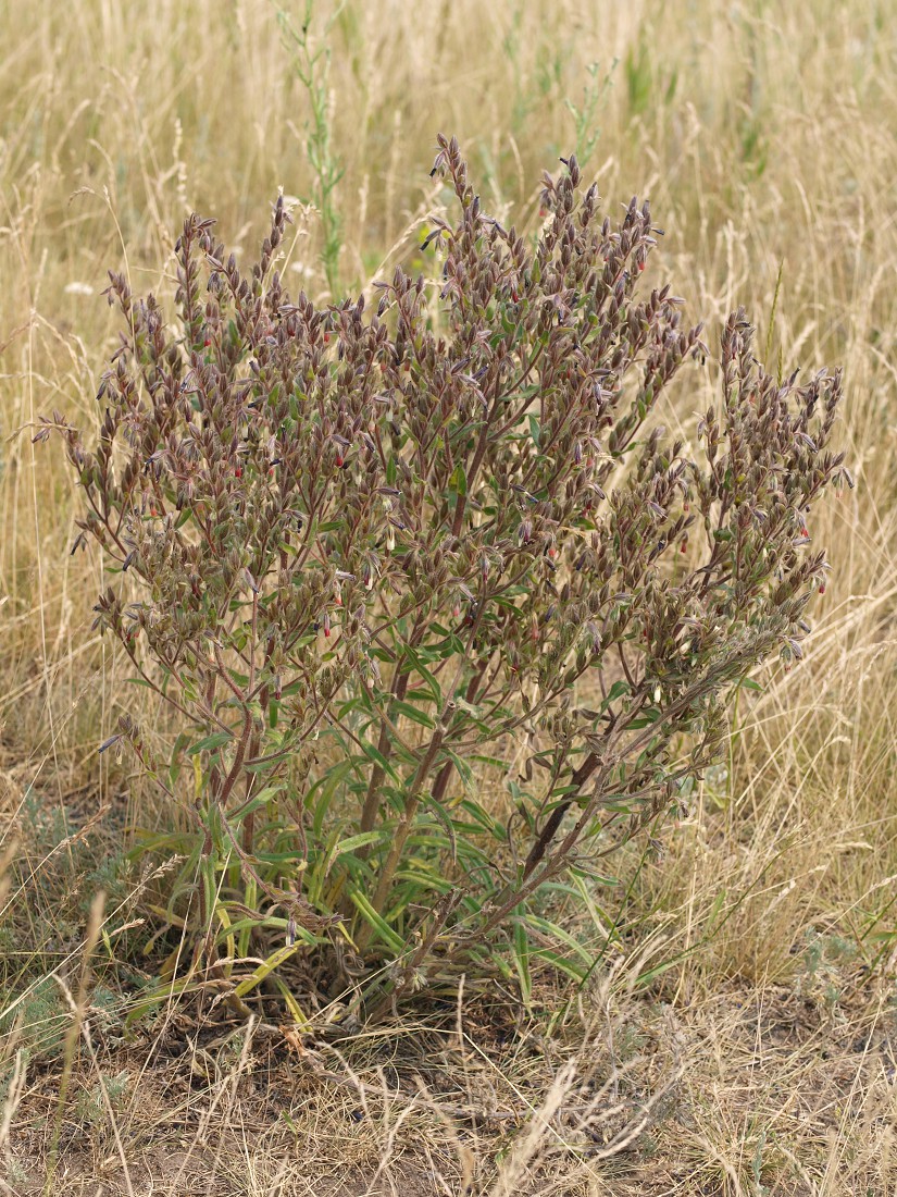 Image of Onosma polychroma specimen.