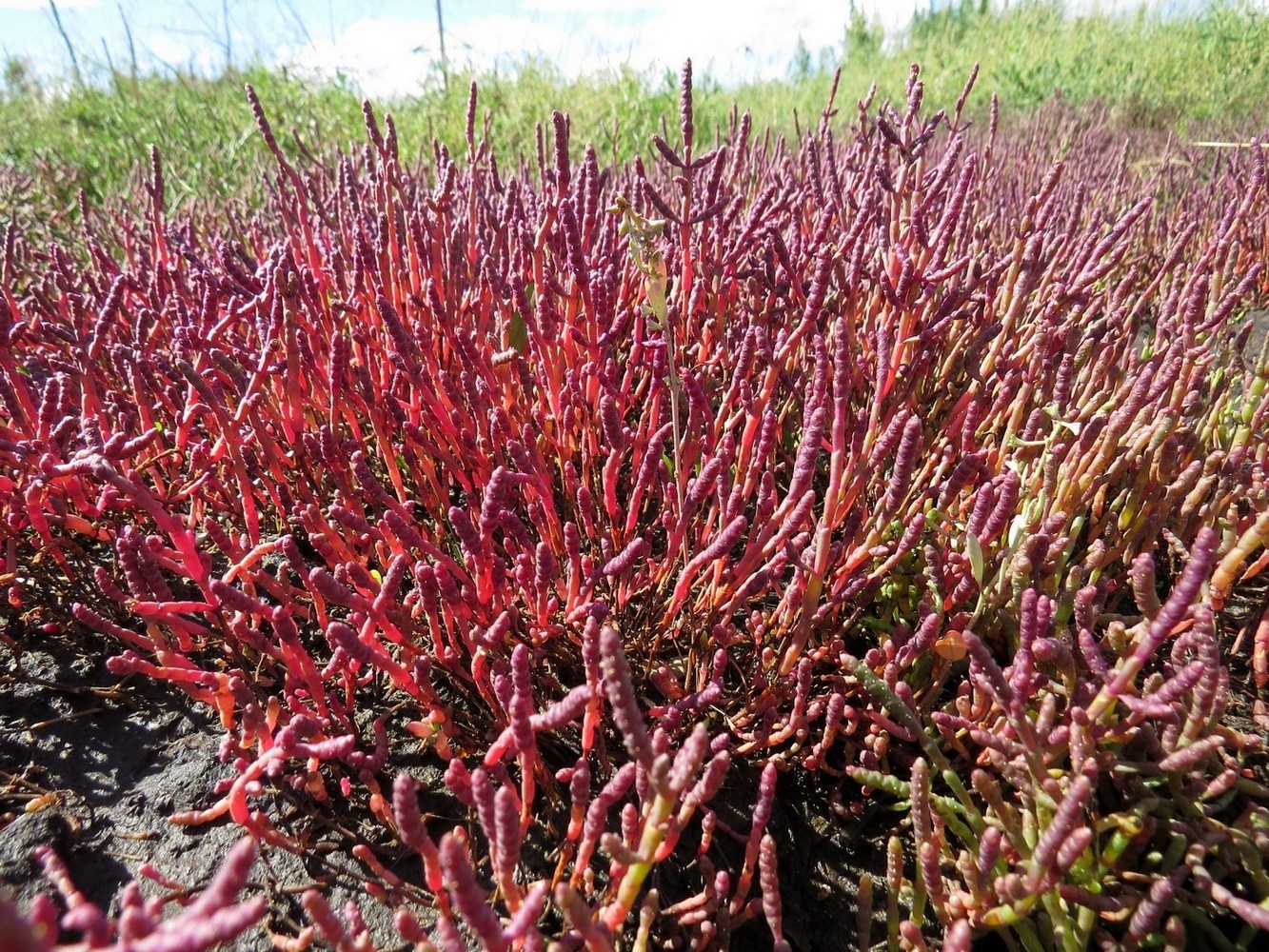 Image of Salicornia perennans specimen.