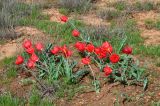 Tulipa suaveolens. Цветущие растения. Калмыкия, Яшкульский р-н, окр. пос. Улан-Эрге, степь. 20.04.2021.