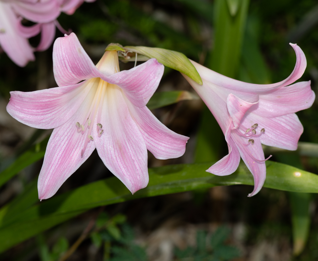 Image of Amaryllis belladonna specimen.