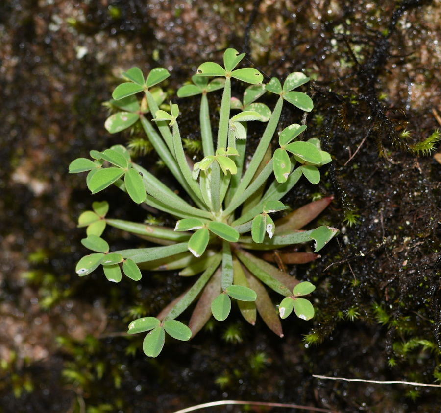 Изображение особи Oxalis sanmiguelii ssp. urubambensis.