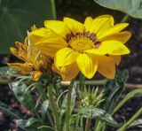 Gazania &times; hybrida