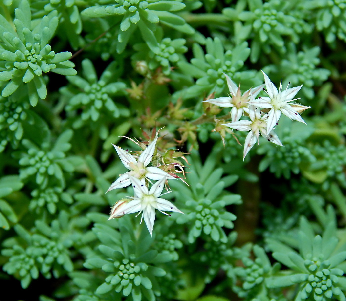 Image of Sedum pallidum ssp. bithynicum specimen.