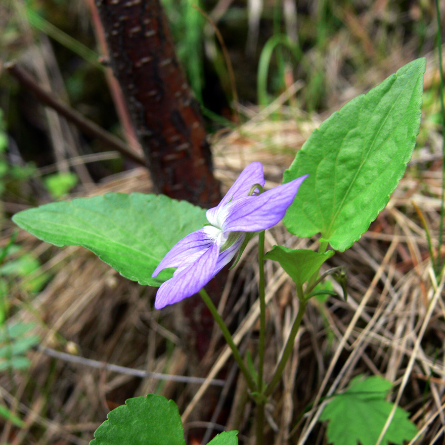 Image of Viola canina specimen.