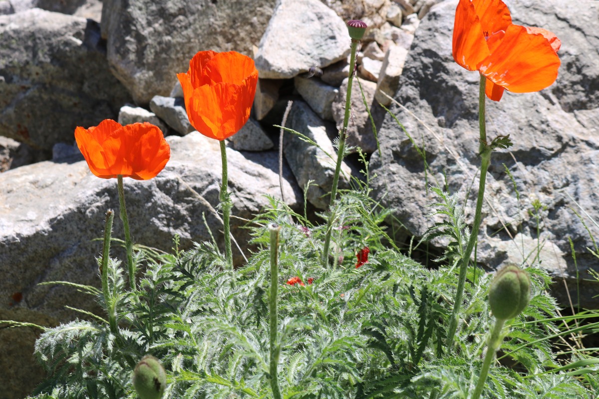 Image of Papaver orientale specimen.