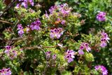 Pelargonium quercifolium. Ветви с соцветиями с цветками и завязавшимися плодами. Израиль, г. Иерусалим, ботанический сад университета. 01.05.2019.