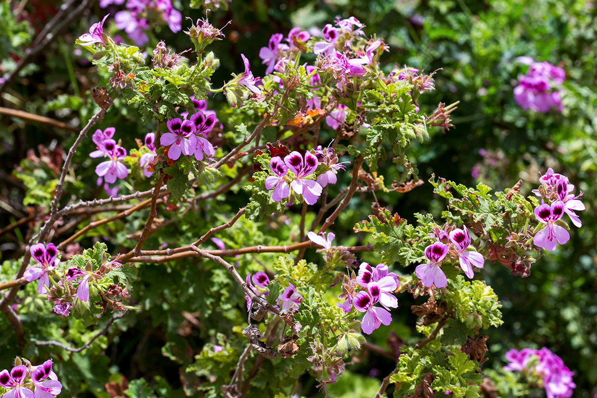 Изображение особи Pelargonium quercifolium.