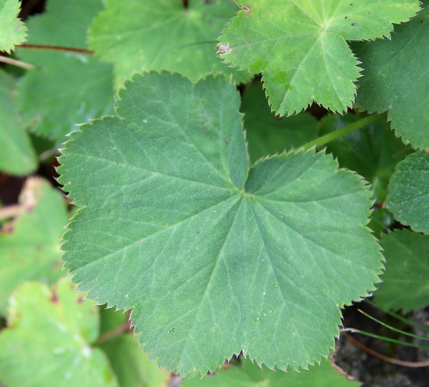 Image of Alchemilla minusculiflora specimen.