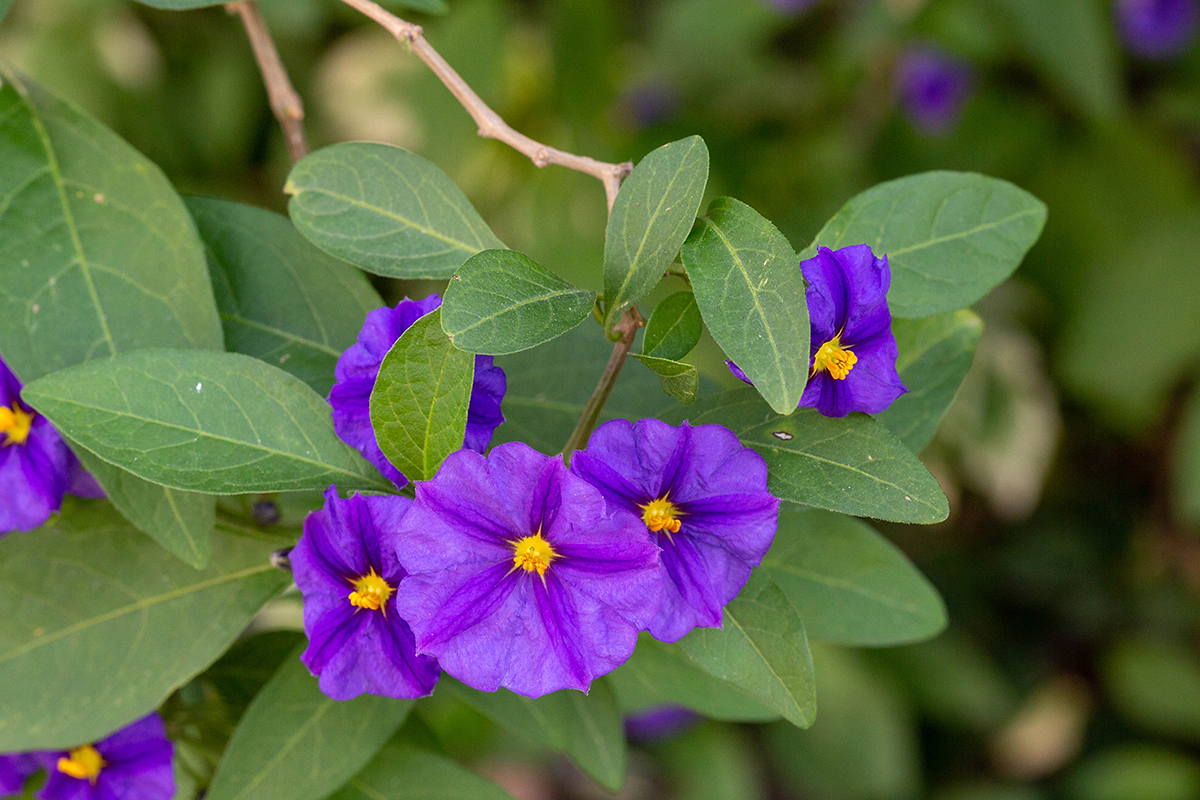 Image of Lycianthes rantonnetii specimen.