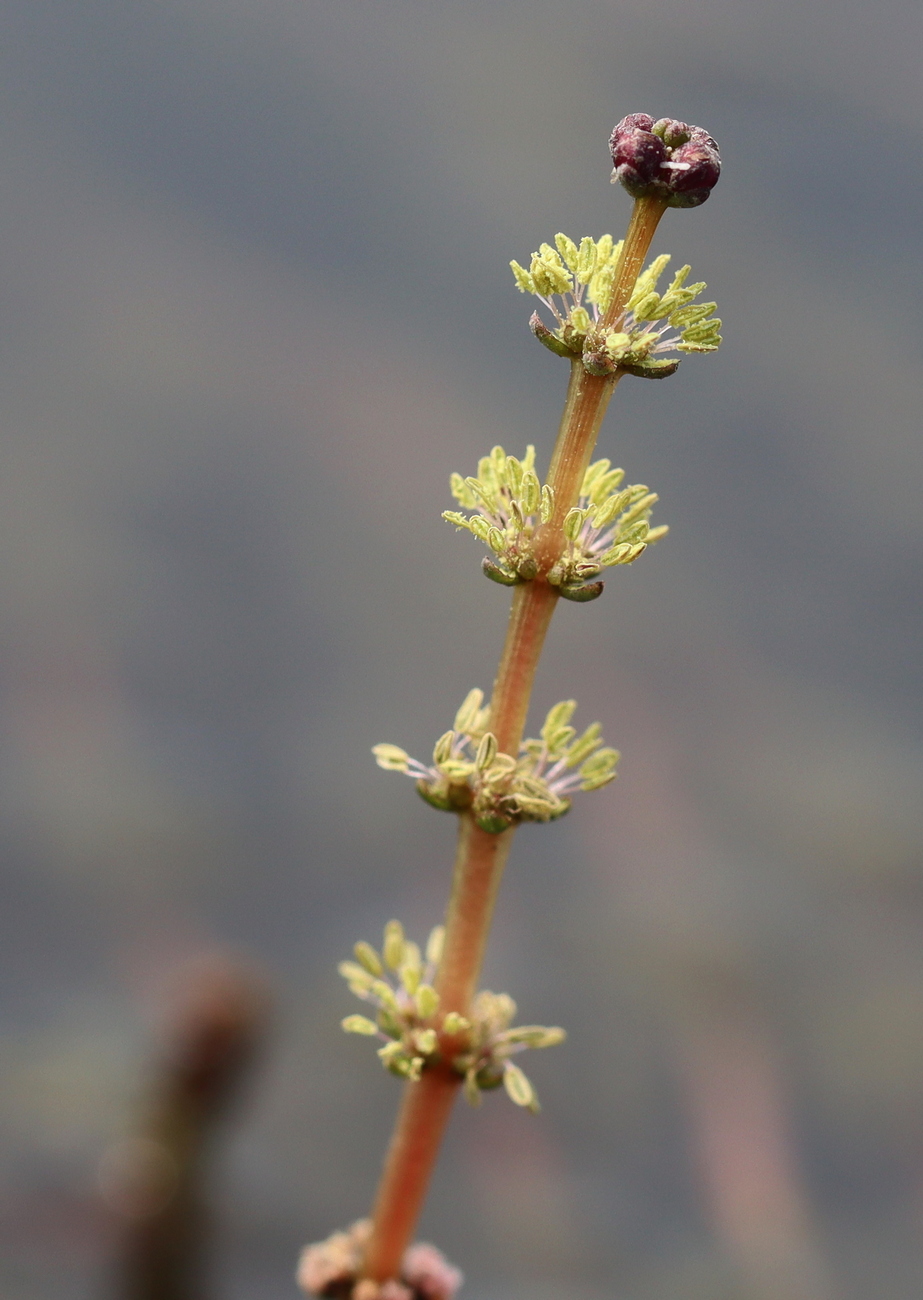 Image of Myriophyllum spicatum specimen.